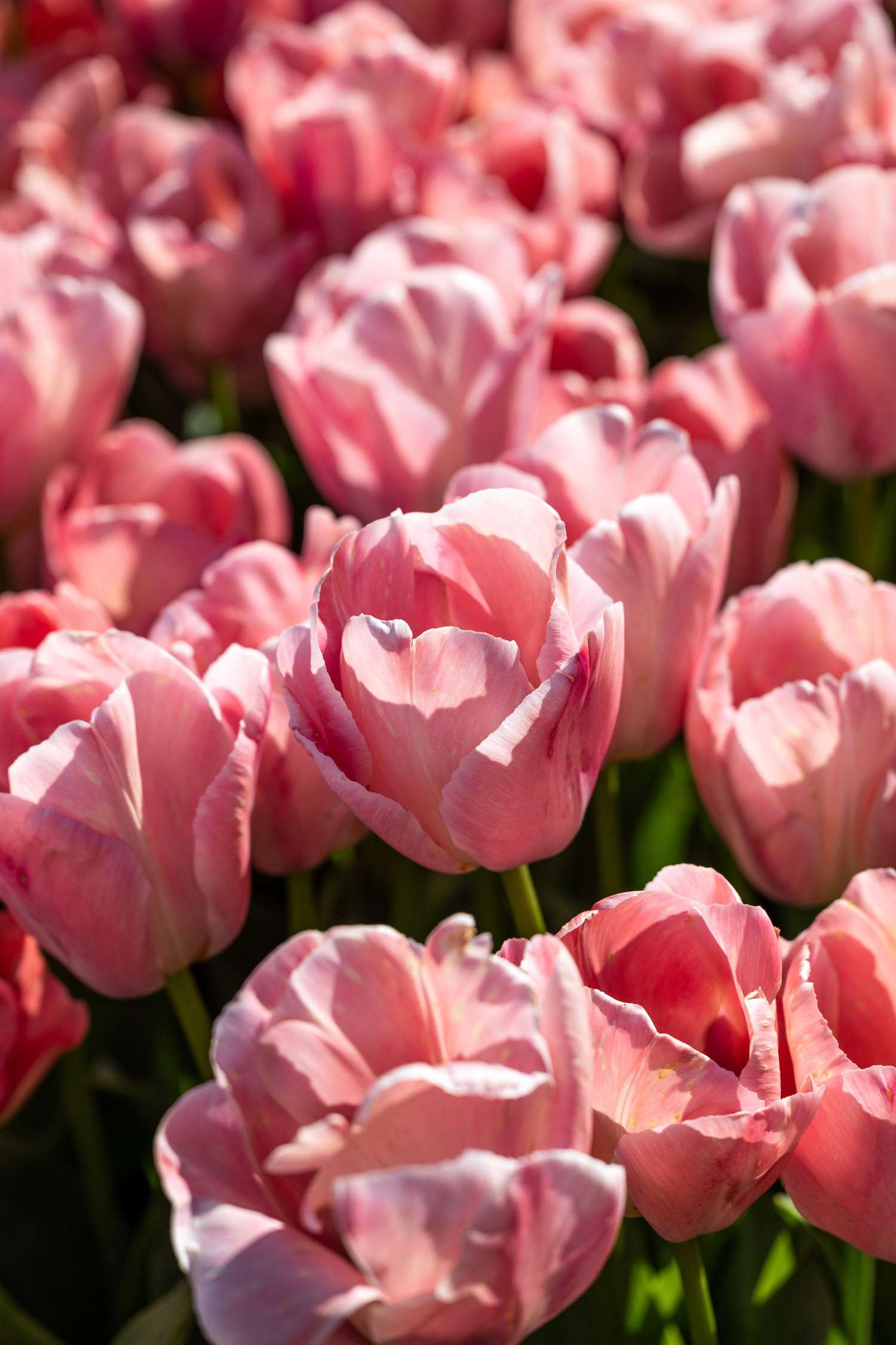 Tulppaani 'Salmon Impression'
